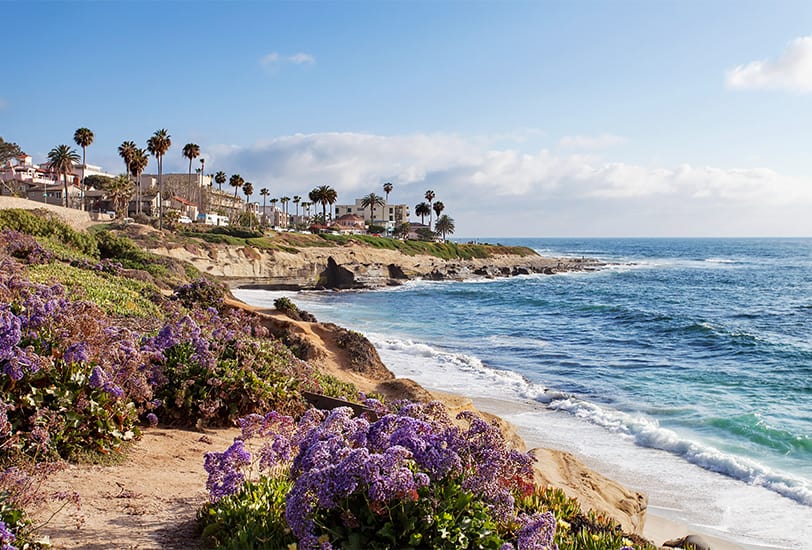 Lavender colored plants by the sea